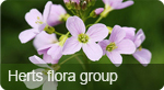 Flora group
