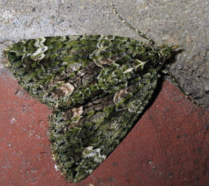 Chloroclysta siterata