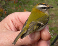 A Firecrest ringed at Hilfield Park Reservoir, photo by Tony Blake.