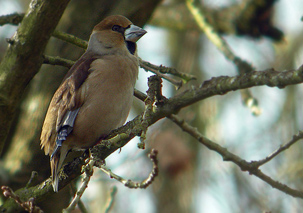 Hawfinch by Jan Hein van Steenis
