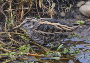 Jack Snipe by Ben Andrew
