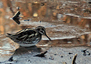 Jack Snipe by Keith Smith