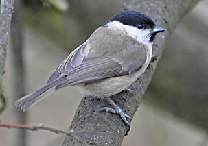 Marsh Tit by Derek Girvan