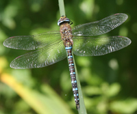 Migrant Hawker