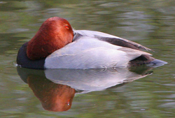 A drake Pochard asleep.