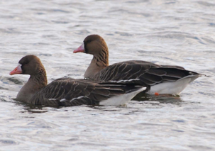 White-fronted Goose by Steve Blake