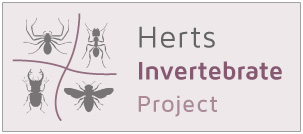 Herts Invertebrate Project