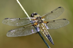 Four-spotted Chaser at Amwell NR ? R Baber