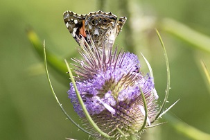 Red Admiral at Amwell NR ? R Baber