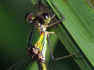 Willow Emerald Damselfly ? D Bast