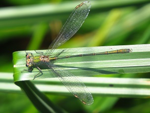 Willow Emerald Damselfly ? D Bast